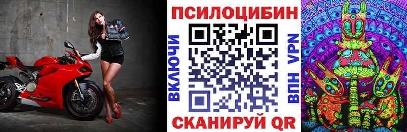 Галлюциногенные грибы Psilocybe  Курчатов 