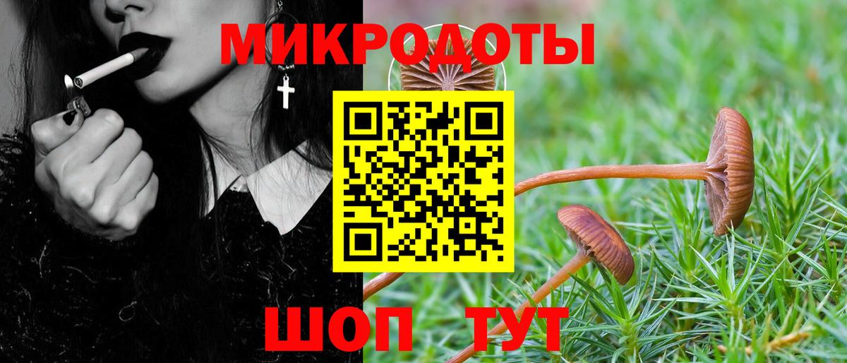 Галлюциногенные грибы Psilocybe Курчатов